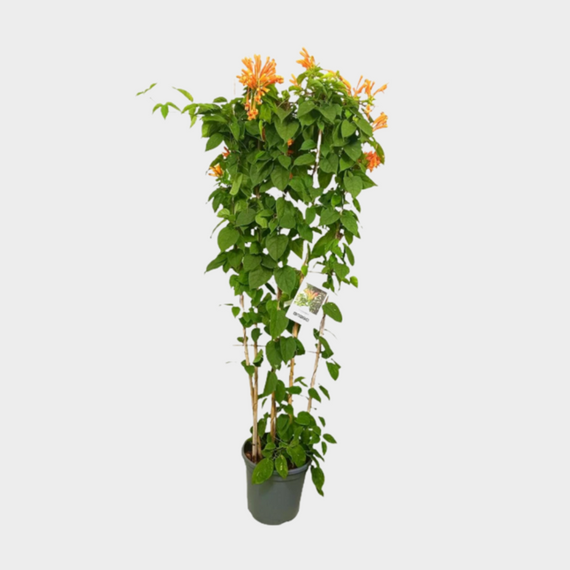 Bignonia Venusta Espaldera