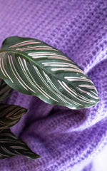 Calathea Ornata