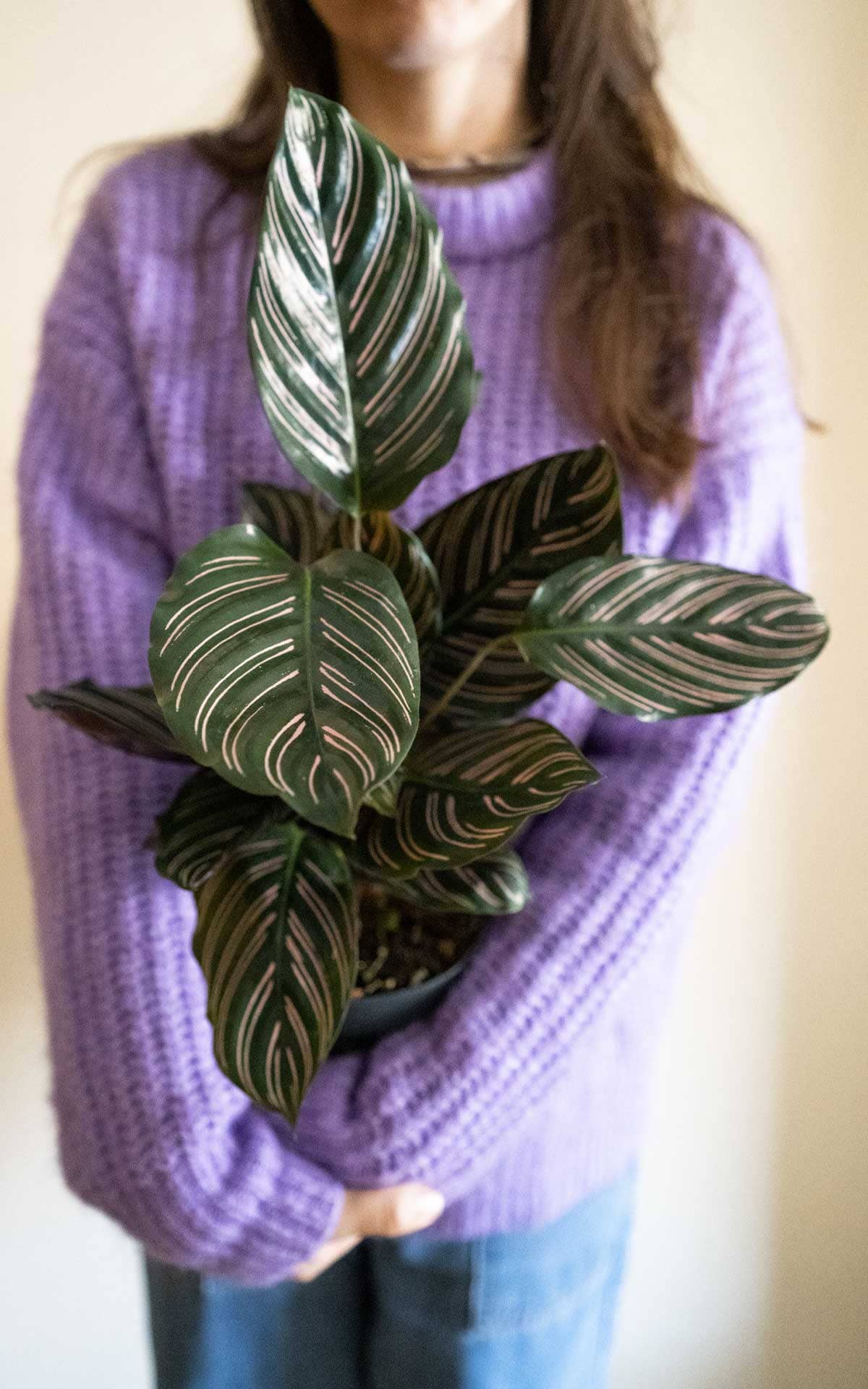 Calathea Ornata