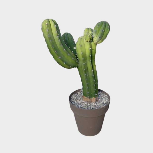 Polaskia