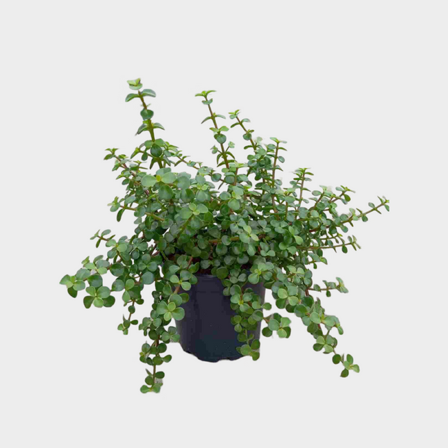 Portulacaria Arbustiva