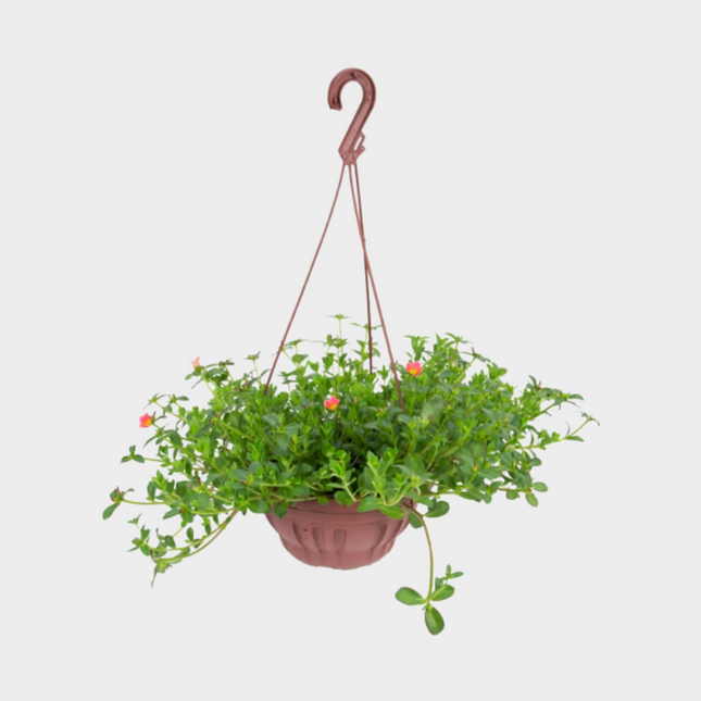 Portulacaria Colgante