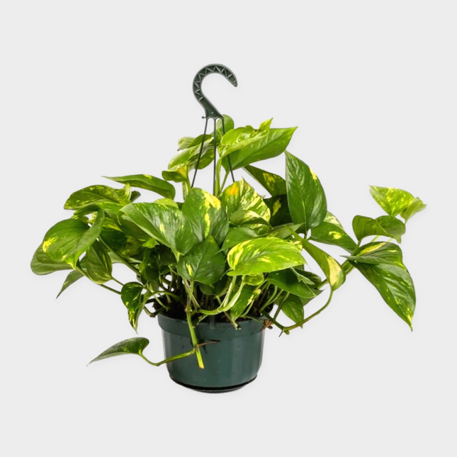 Pothos Colgante