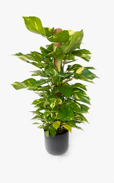 Pothos Tutor