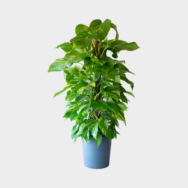 Pothos Tutor
