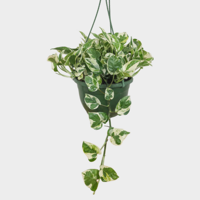Pothos NJoy