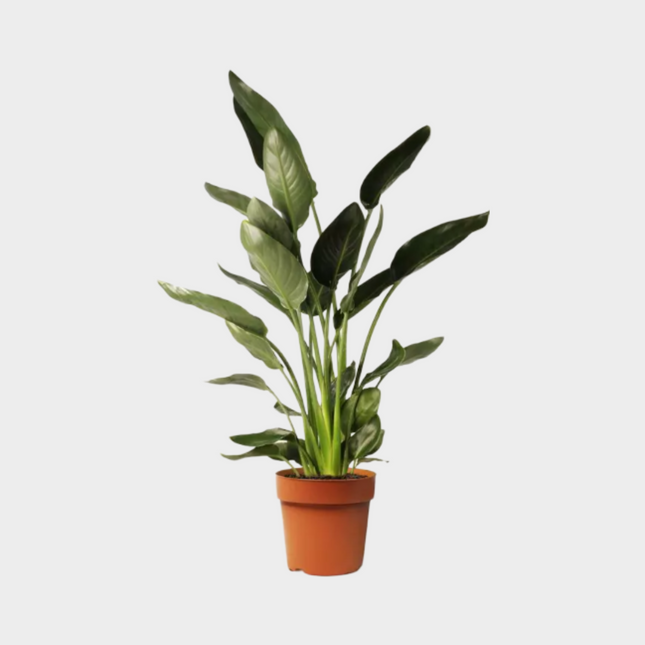 Strelitzia Reginae