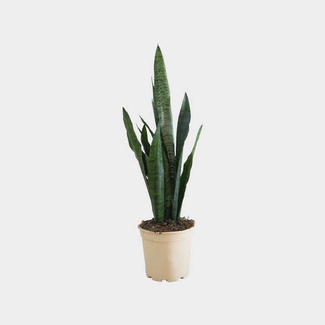Sansevieria Zeilanica