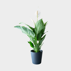 Collection image for: Sphatiphyllum