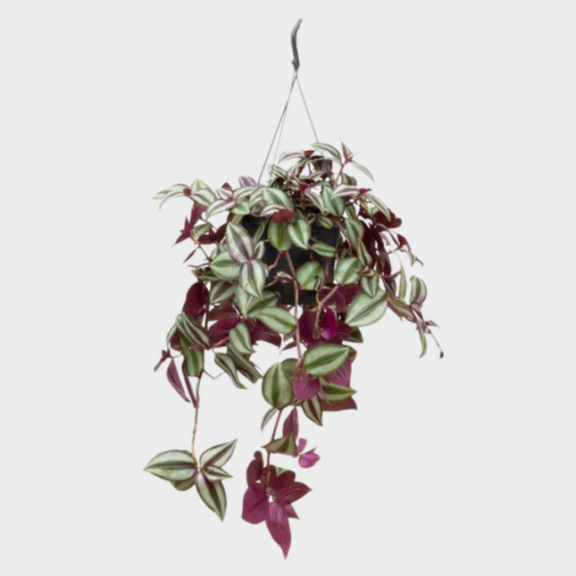 Tradescantia Zebrina