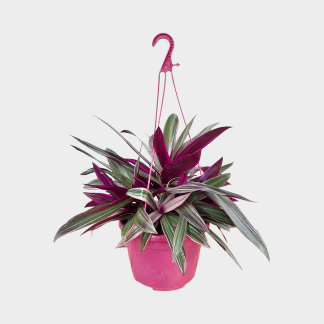 Tradescantia Spathacea
