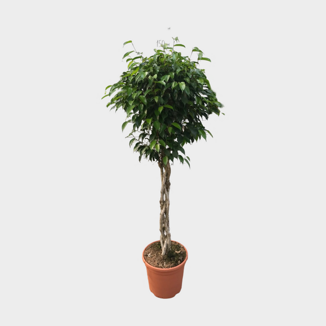 Ficus Benjamina Trenza Exotica