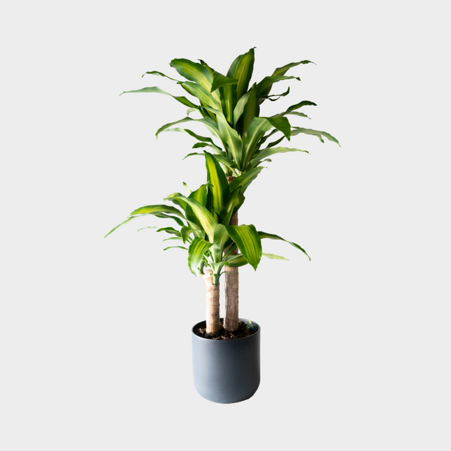 Dracaena Massangeana