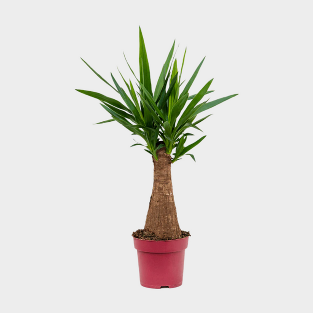 Yucca Bulds