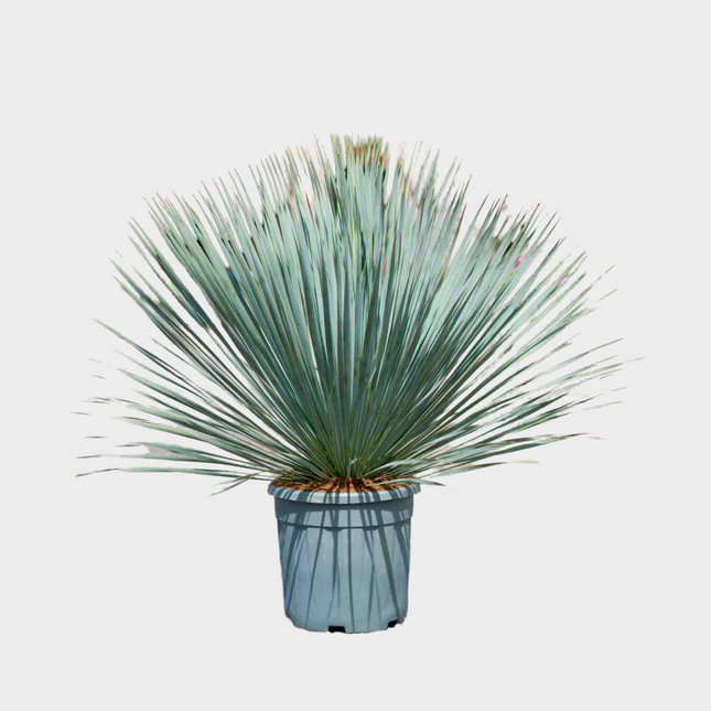 Yucca Rostrata