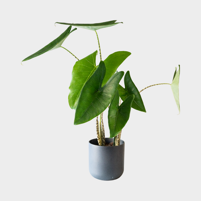 Alocasia Zebrina
